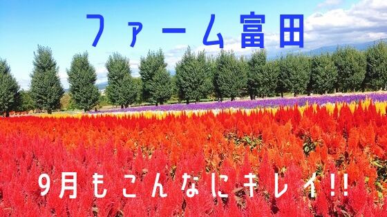 ファーム富田は9月が穴場 混雑 駐車場は ラベンダーも見られる ベビーカーや子連れにもオススメ もちふくgo