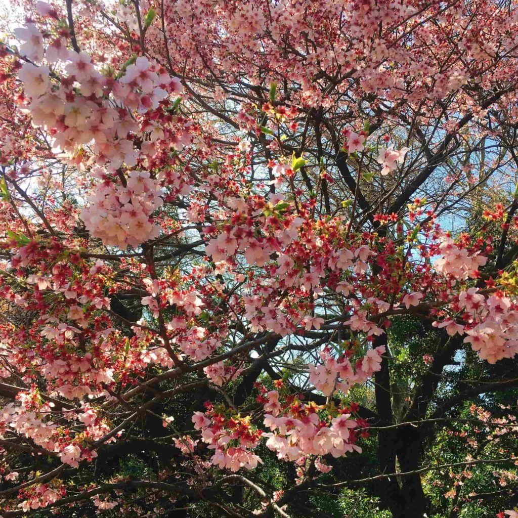 2020年の新宿御苑の桜